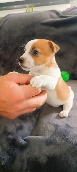 Jack Russell terrier