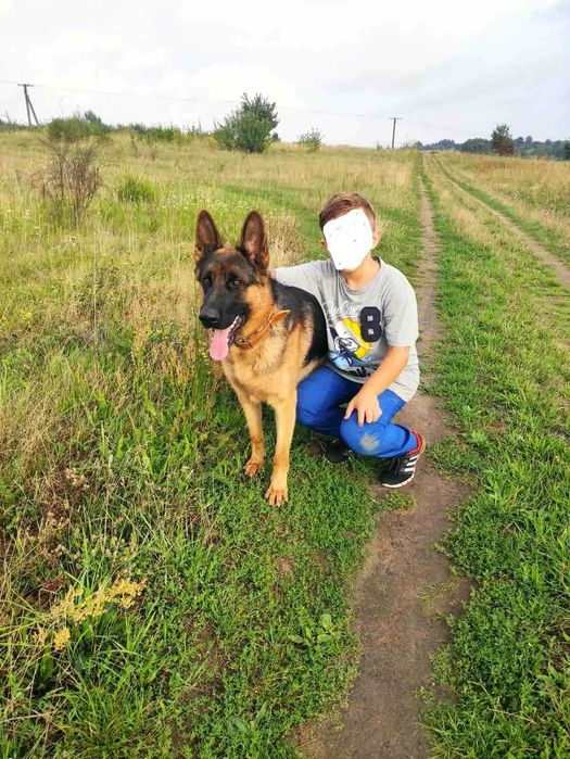 В"язка кобель 3 роки німецька вівчарка