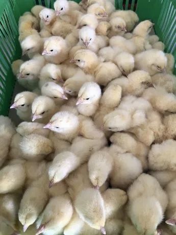 Бройлер Кобб-500, Мастергрей, Редбро, Іспанка, Геркулес