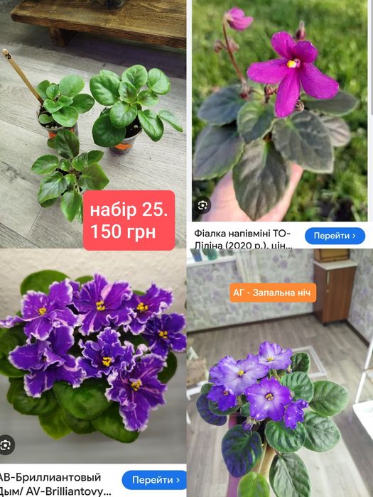 Дітки фіалок. Набір. Ціна за 3 шт