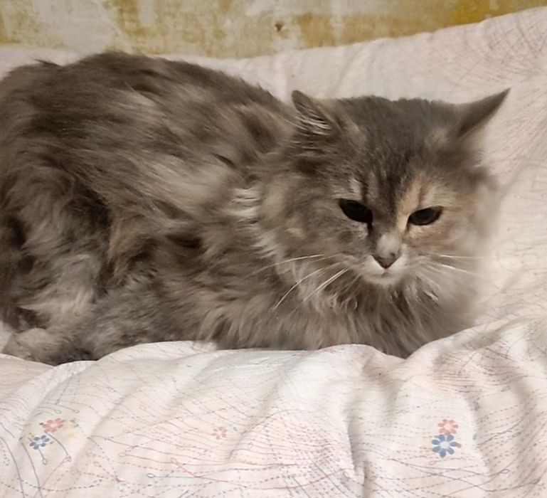 Молоденька, неймовірно красива та пухнаста кішечка шукає люблячу сім’ю