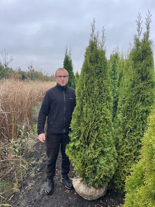 Розпродаж туї смарагд. Київ