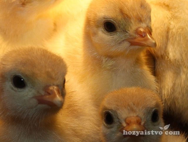 Індичата БІГ-6 Вся Украина. Суточные индюшата