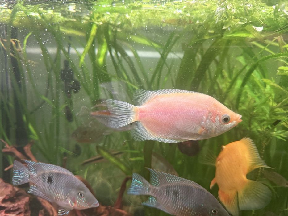 Peixe Beijador com quase 10cm
