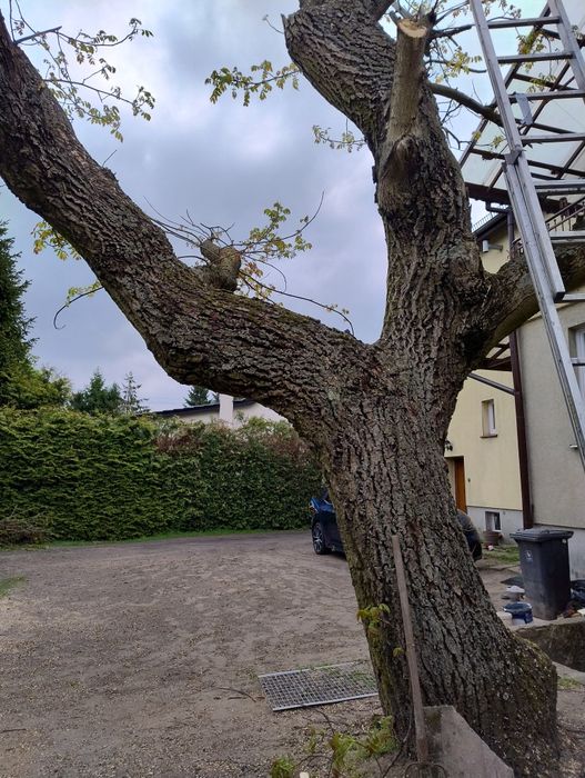 Drzewo orzech włoski 80 letni 230 cm obwód