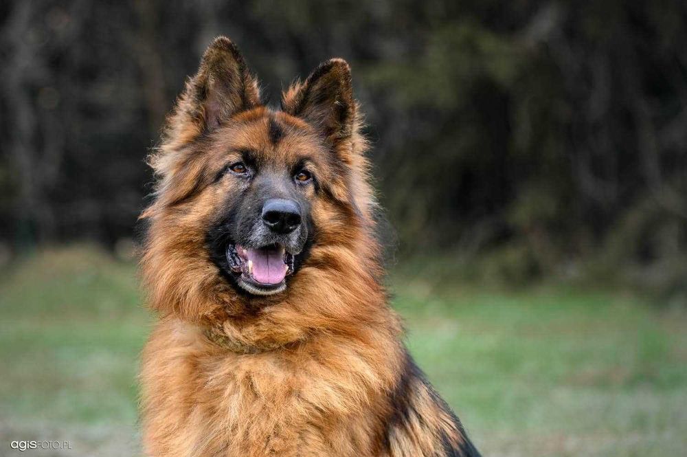 Astro -cudny pies dla wyjątkowych ludzi.