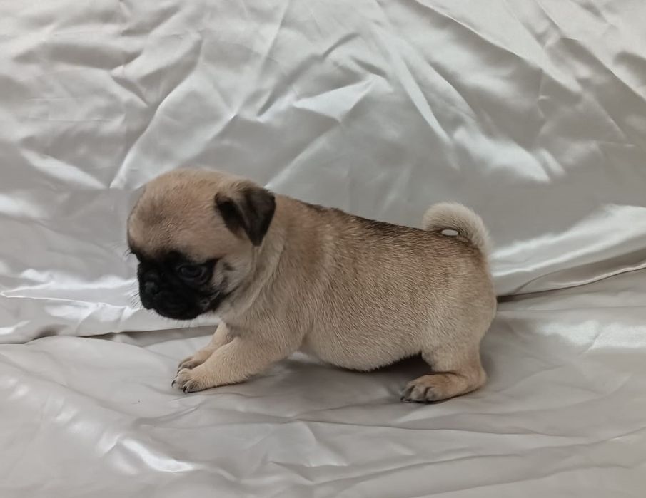 Fêmea Pug carlin