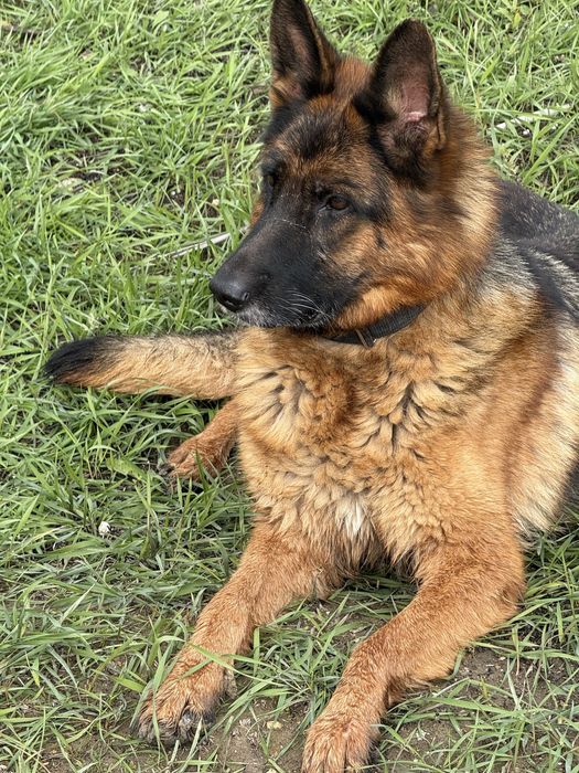 Щенки немецкой овчарки