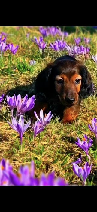 Jamnik króliczy mini FCI ZkwP