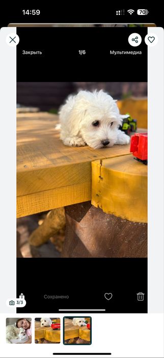 ;Гарні мальтипу ф1.,