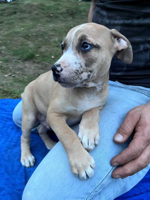 Amstaff samiec kremowy błękitne oko