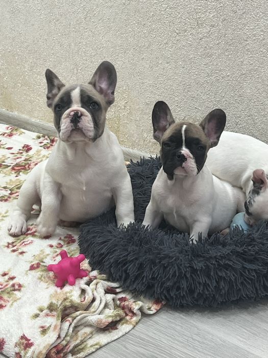 Французські круасанчики