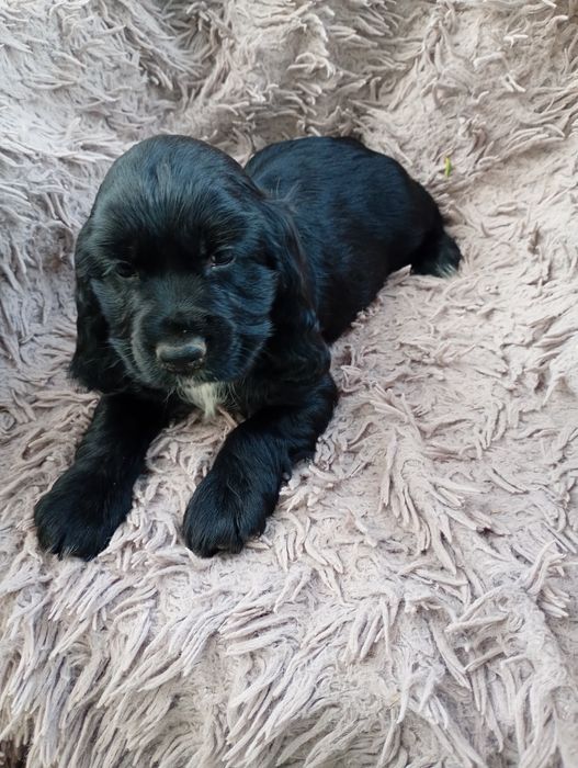 Sunia Cocker Spaniel Angielski