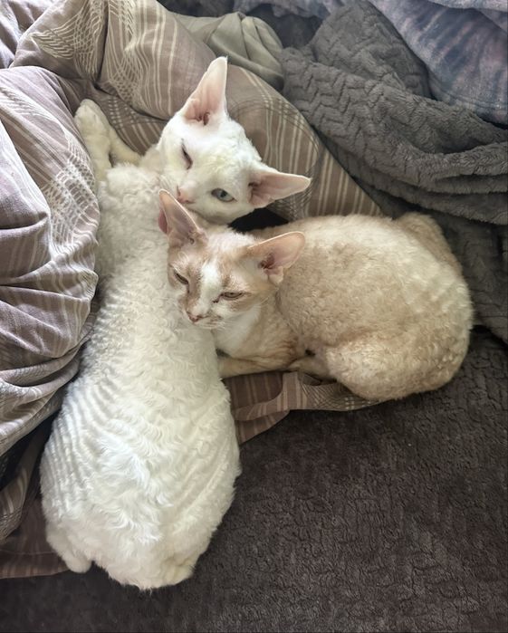 Коты девон рекс