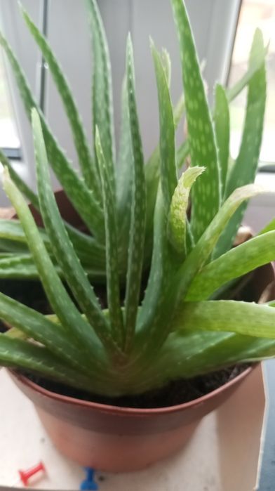 Aloes ukorzeniony młoda sadzonka
