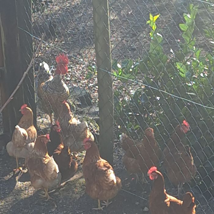 Ovos Caseiros de Galinhas Criadas ao Ar Livre