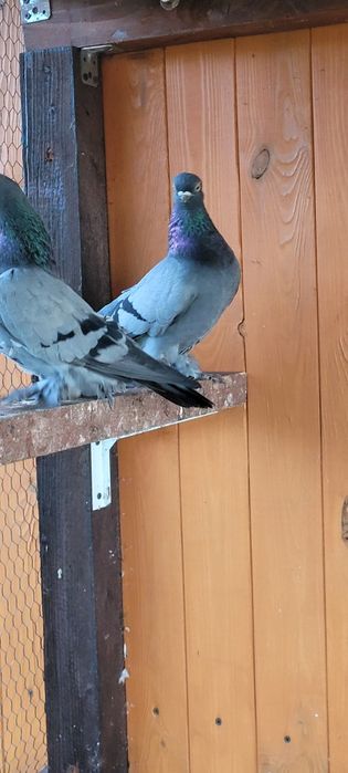 Berlińskie Krótkodziobowe