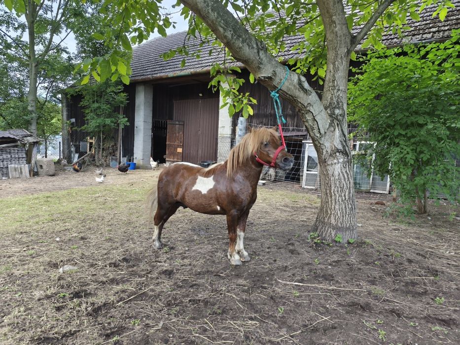 Klacz kasztanka i ogier srokaty