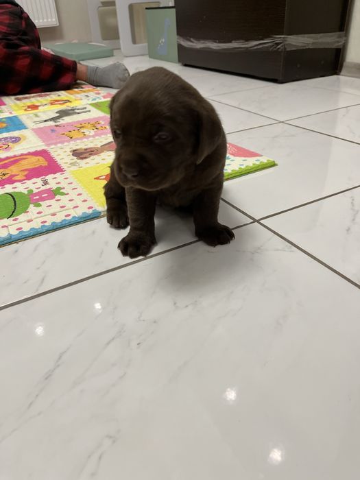 Лабрадор шоколадка . Щенок. Продам