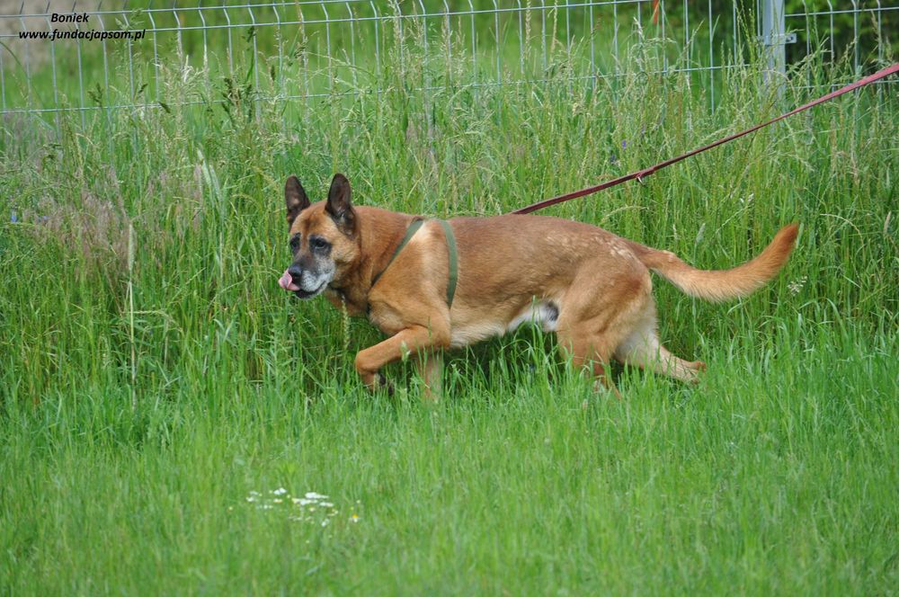 Boniek łagodny senior
