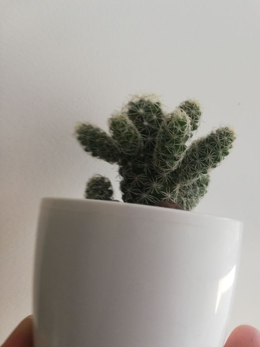 кактус мамілярія