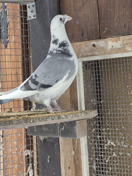 Gołebie Staropolskie