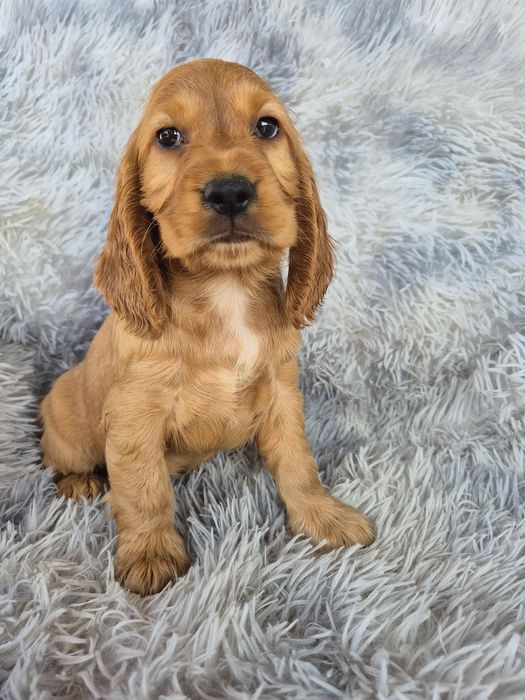 Cocker spaniel suczka 4