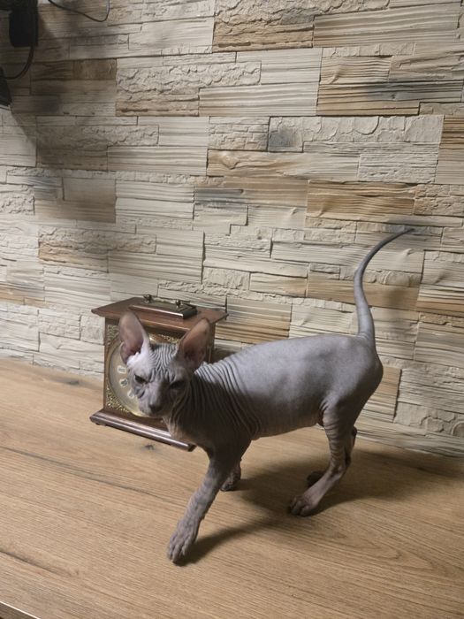 Sfinks Donski kocurek