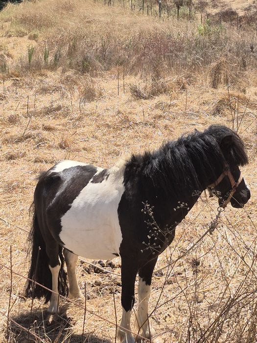 Ponei macho inteiro
