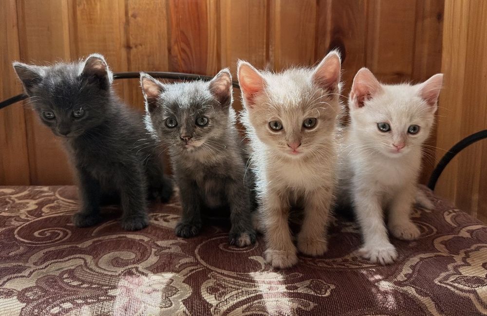 Кошенятко в добрі руки