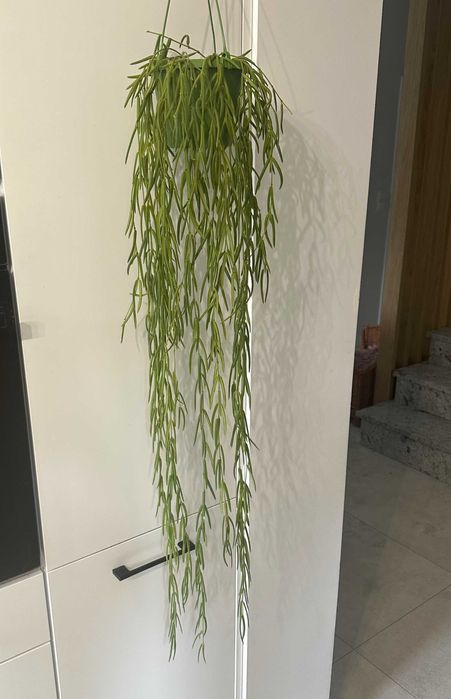 Hoya Linearis ze zdjęcia, dł. ok 110 cm, długa