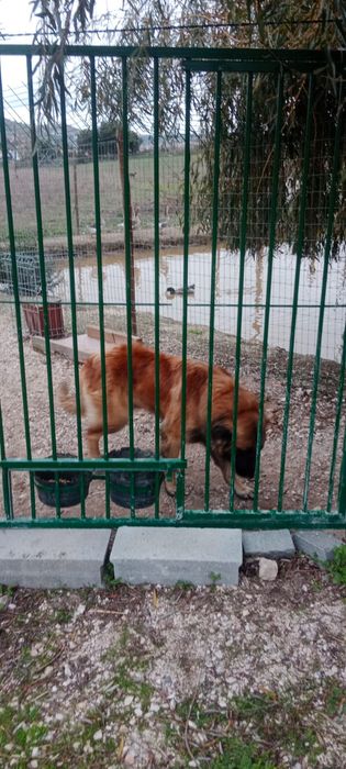 Adoção cachorros cruzados pastor alemão e serra da estrela puros