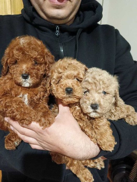 Маленькі той-пуделі