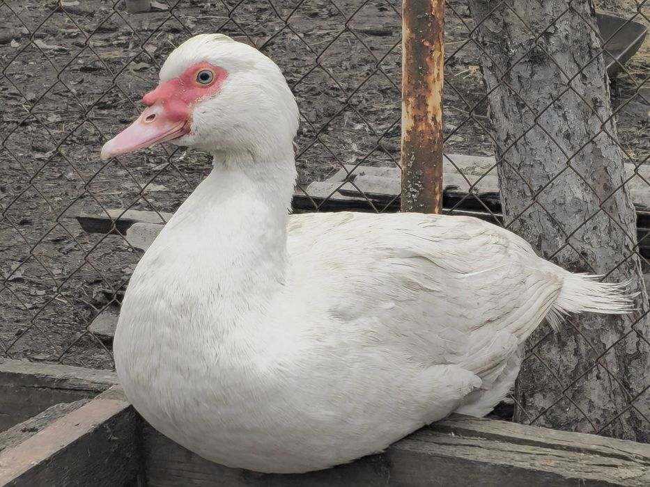 Мускусні індокачки (шипуни)