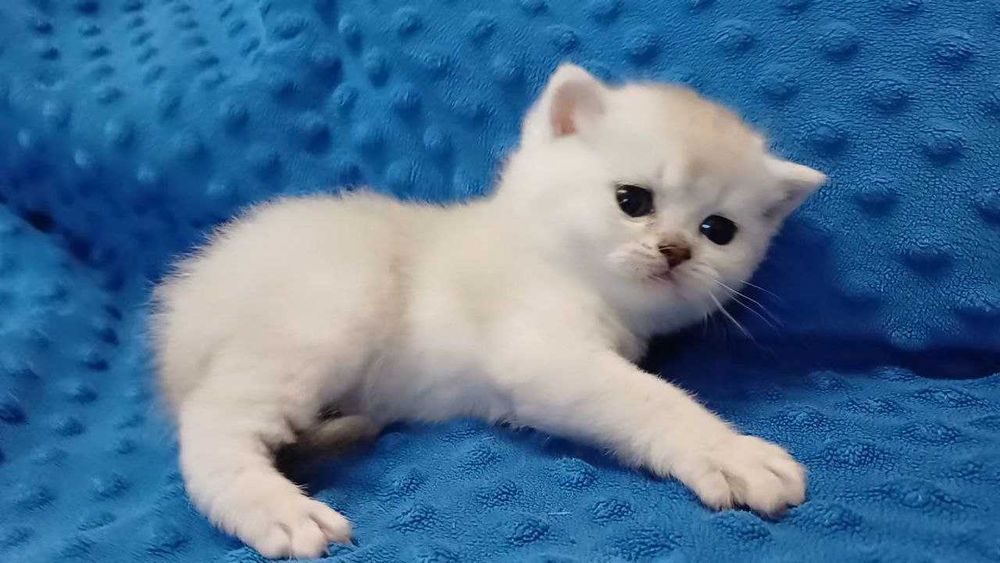 Милі янголятка срібних шиншил.