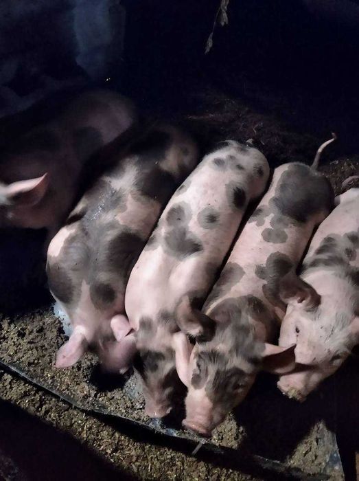 Продам поросят молодняк 7 тижнів