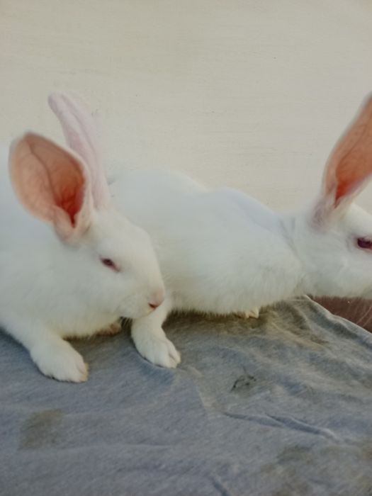 Кролі Термондці , Термондська Біла