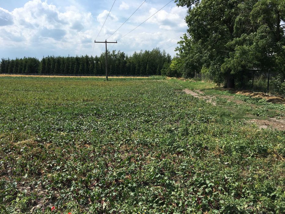 Działka inwestycyjna pod zabudowę jednorodzinna 1,4km od PKP Rokitno - Widok 2