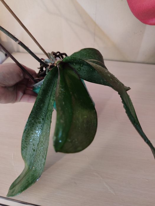 Орхидея цветущая