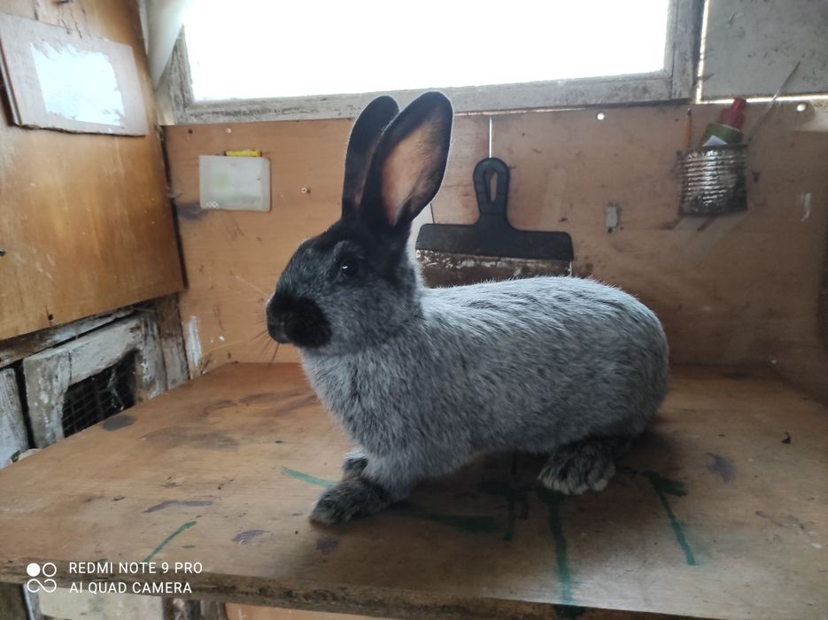 Продаж кролів Полтавське Срібло.