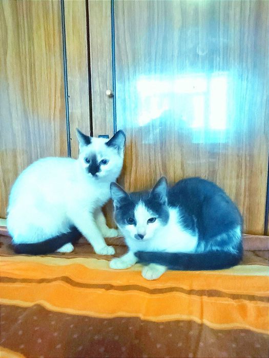 Котята котики отдам  котенок девочка