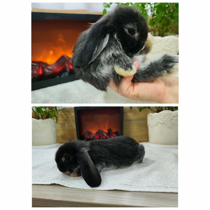Mini Lopy baranki królik karzełek .Hodowla zarejestrowana KZHK