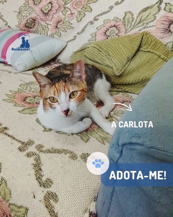Carlota - Gata para adoção