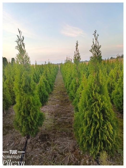 Tuje szmaragd/ Stary Pilczyn