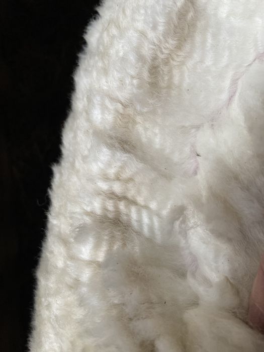 Alpaka, alpaki młody samiec sprzedam