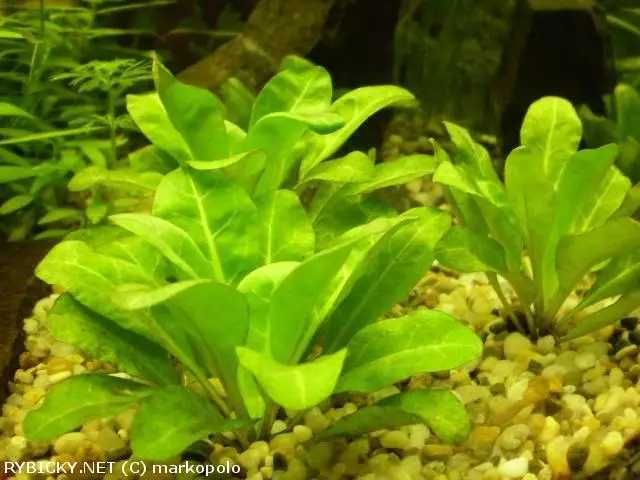 Roślina akwariowa, krewetki , Samolus valerandi