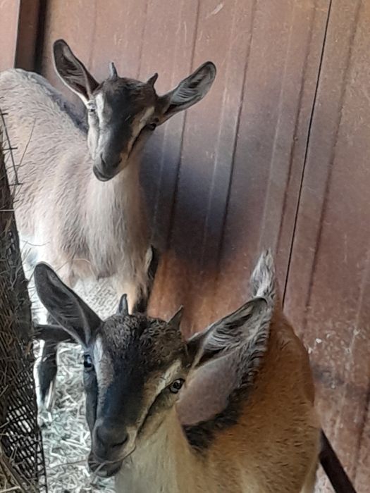 Продам 2 козочки 1,5 месяца с козой мамой