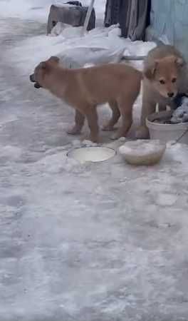 щенки три месяца. привезу