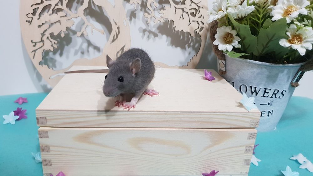 Szczur szczury szczurki przyjazne maluchy =)