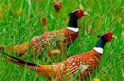 Зернова суміш для лову фазанів